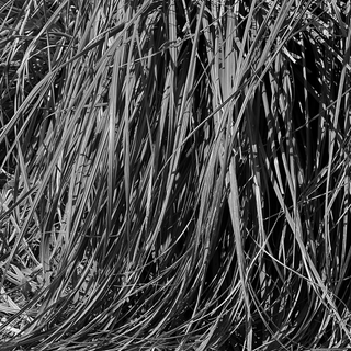 the VETIVER Collection