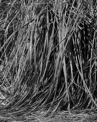 the VETIVER Collection