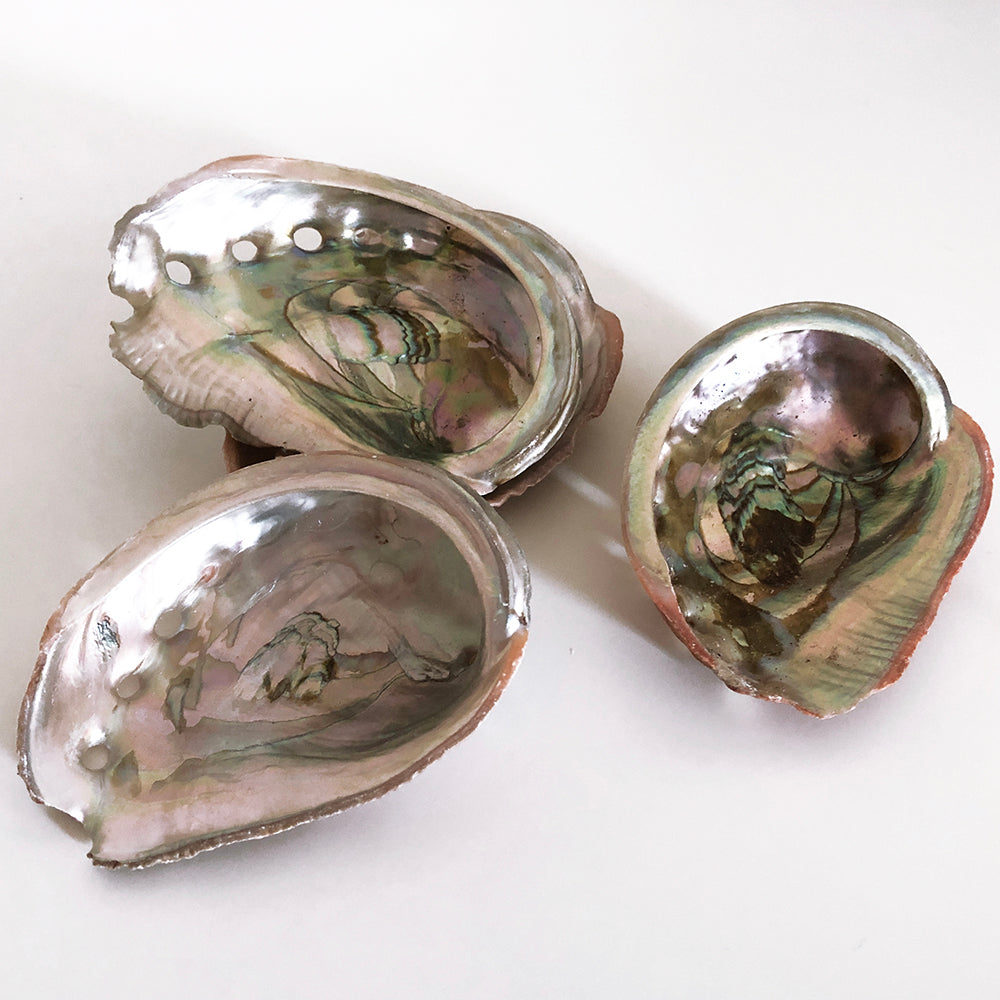 Abalone Shell Incense Burner